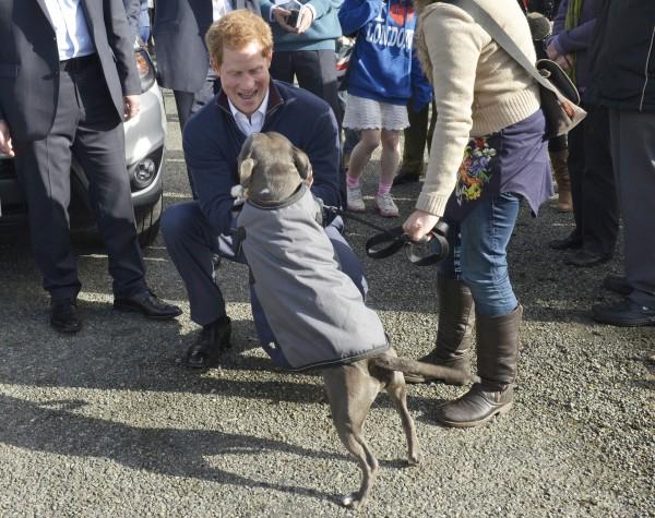 And a Happy Birthday to Prince Harry too, embracer of the Staffie love! 