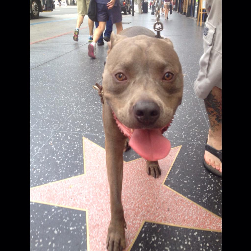 ApolloThePit's tweet image. Walking my hood! #TongueOutTuesday #dogs #pitbulls #bluenose #hollywood #walkoffame #dogwalk #cutedog #doglover #pets