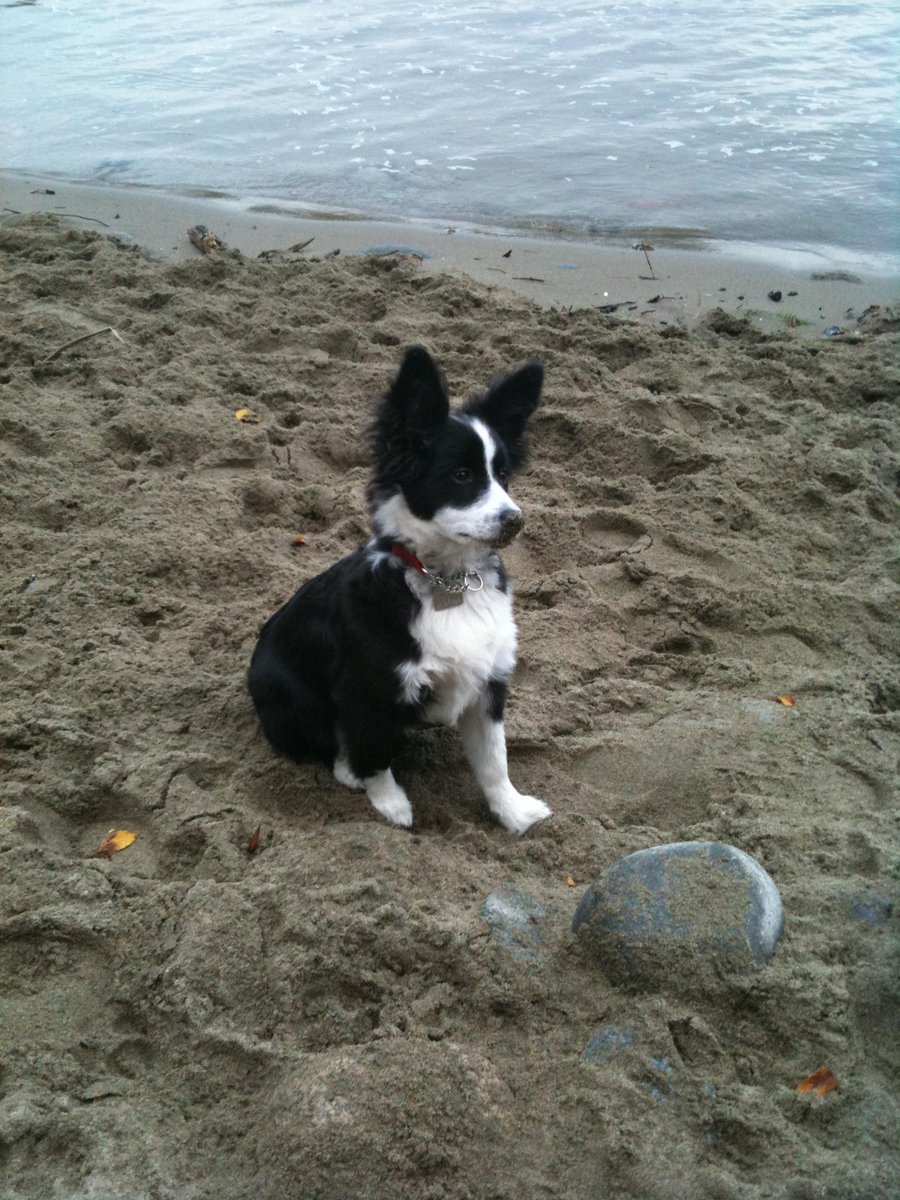 @canadianliving A8 - Playing at the beach! #CLpets