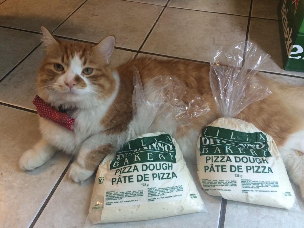 @canadianliving A9 Kneaded pizza dough. His name is Pizza after all...#CLpets