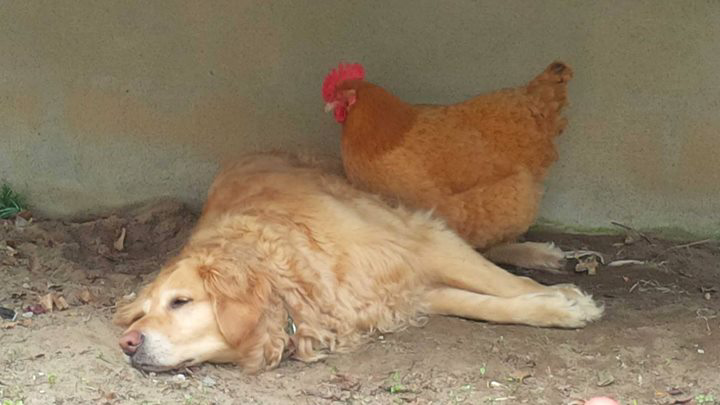 @canadianliving #CLpets our chicken thinks she's a Golden Retriever