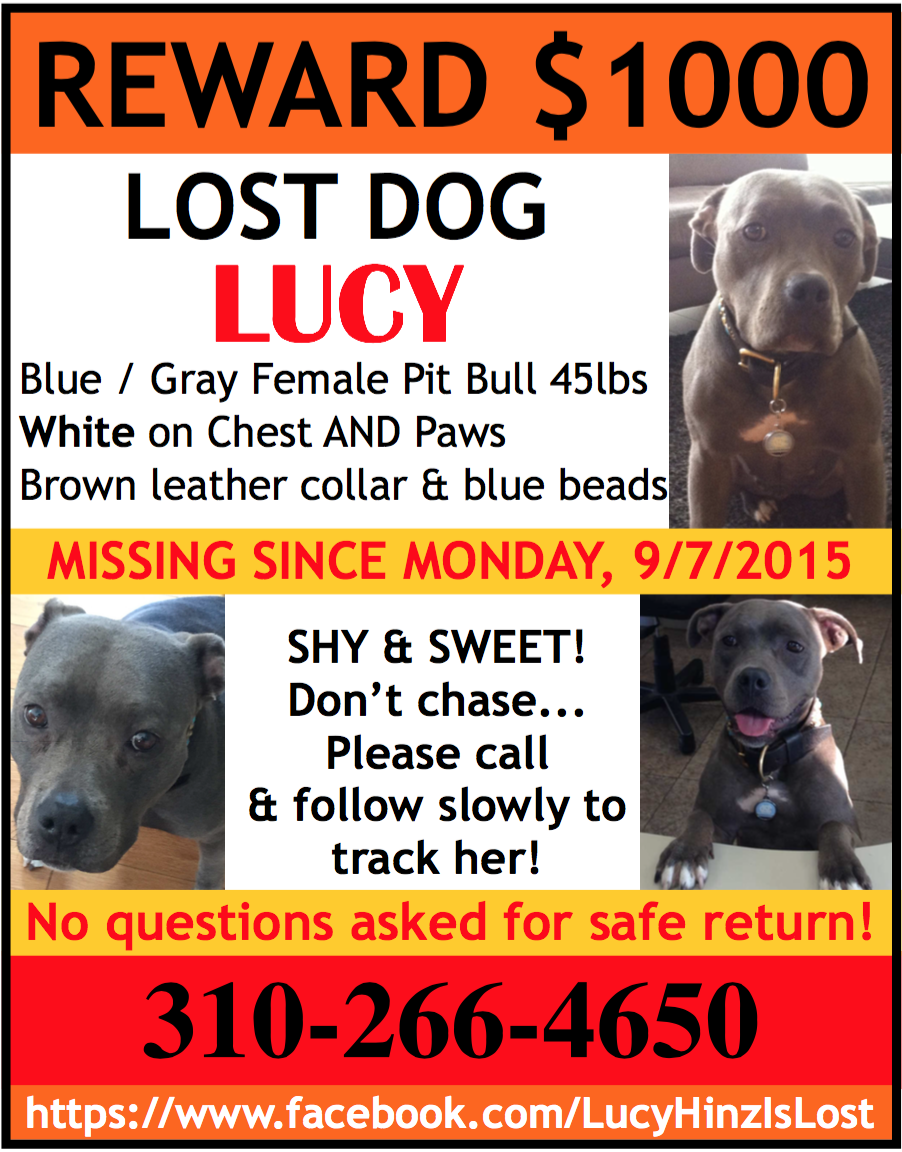 ExtraExtraTweet's tweet image. Lost pup! Keep your eyes open for Lucy!