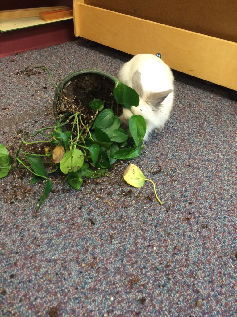APSDrewPrimary's tweet photo. We love our class pet in-spite... @APSDrew http://t.co/kCUwyIcEJ2