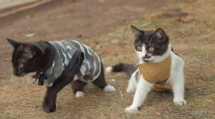 TheMarySue's tweet photo. Cats vs Zombies Is the Best Zombie Film in All of Forever http://t.co/QYavXL89Kq http://t.co/41ZbD1HVOT