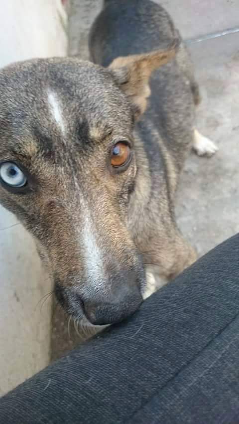 Chesslv's tweet photo. @DocuAdoptame @PerrosvteLopez @sebuscaperrito @redmascotera @Marialucaf @FerAnimalista28 @Bicheros @miriam_roberi http://t.co/LJSM4Vi3ER