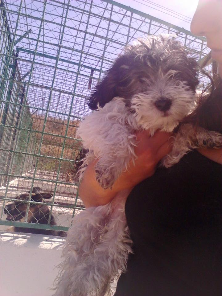 AdoptAguas's tweet photo. URGE¡¡¡¡¡¡TIENE HOGAR PERO PRECISA ACOGIDA TEMPORAL¡ abyda.casasdeacogida@hotmail.com  #JAEN ESPAÑA http://t.co/hleGiwEYPB #adoptaNoCompres
