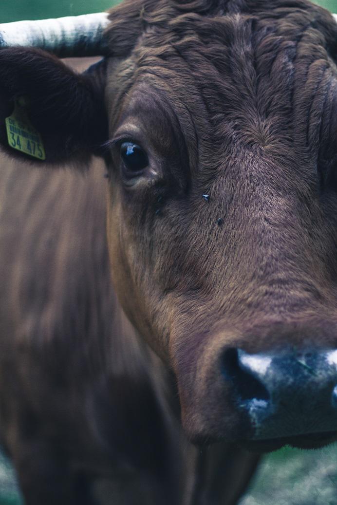 PartidoPACMA's tweet photo. Lo llaman bravura cuando quieren decir supervivencia ¿Qué animal no se defiende cuando lo atormentan hasta la muerte? http://t.co/HnN1rgg61E