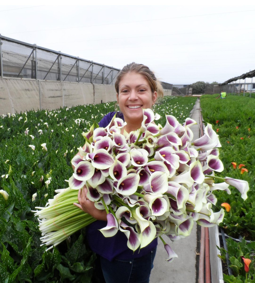 _CallaCo's tweet image. Fresh from the field! Paint a beautiful bouquet with the Picasso calla lily. #picasso #cagrown