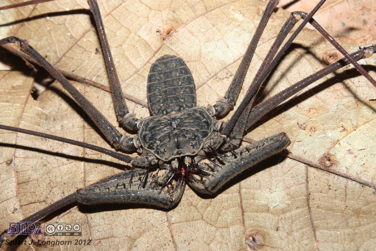 A late entry by the 'Whip spider'. Not a spider, and the fine front-legs never act like whips! #StupidCommonNames