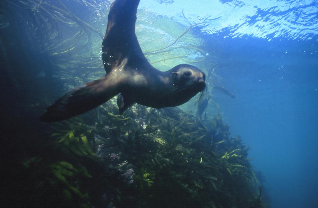 Getting excited about the start of the 2015 Summer Season! #sealswimkaikoura, #nzmustdos #summer