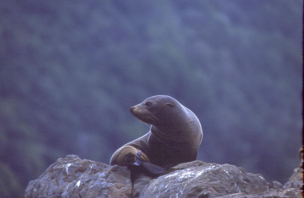 Not long now! #summer2015 #sealswimkaikoura #wildandfree