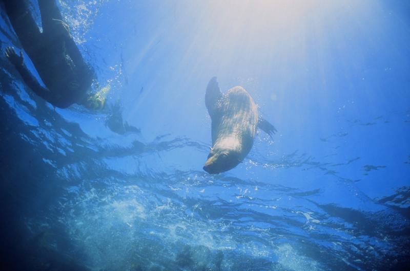 Swim with wild New Zealand Fur Seals! sealswimkaikoura.co.nz #sealswimkaikoura #lovelife #nzmustdos