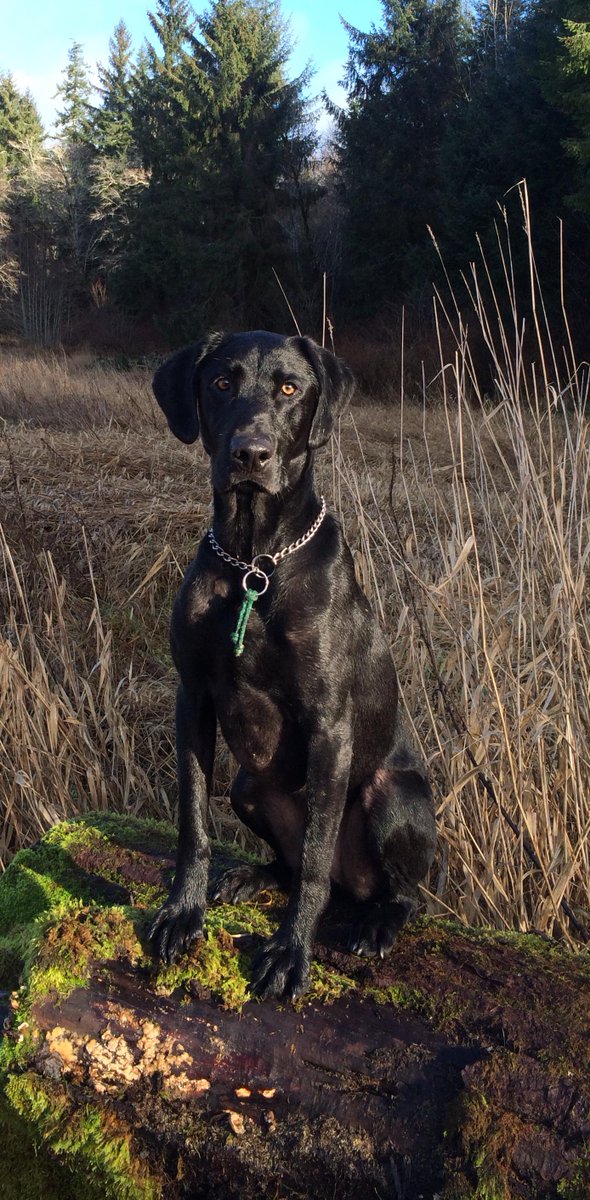 vcsark9's tweet image. VC K9 SAR has another Certified HRD Canine! K9 Kruz passed his certification test yesterday! #HRD #vcsark9 #805k9