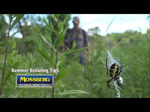 MossbergCorp's tweet image. #SummerScouting Tips for #PublicLand - Calling All Turkeys!
hubs.ly/H017Q3N0