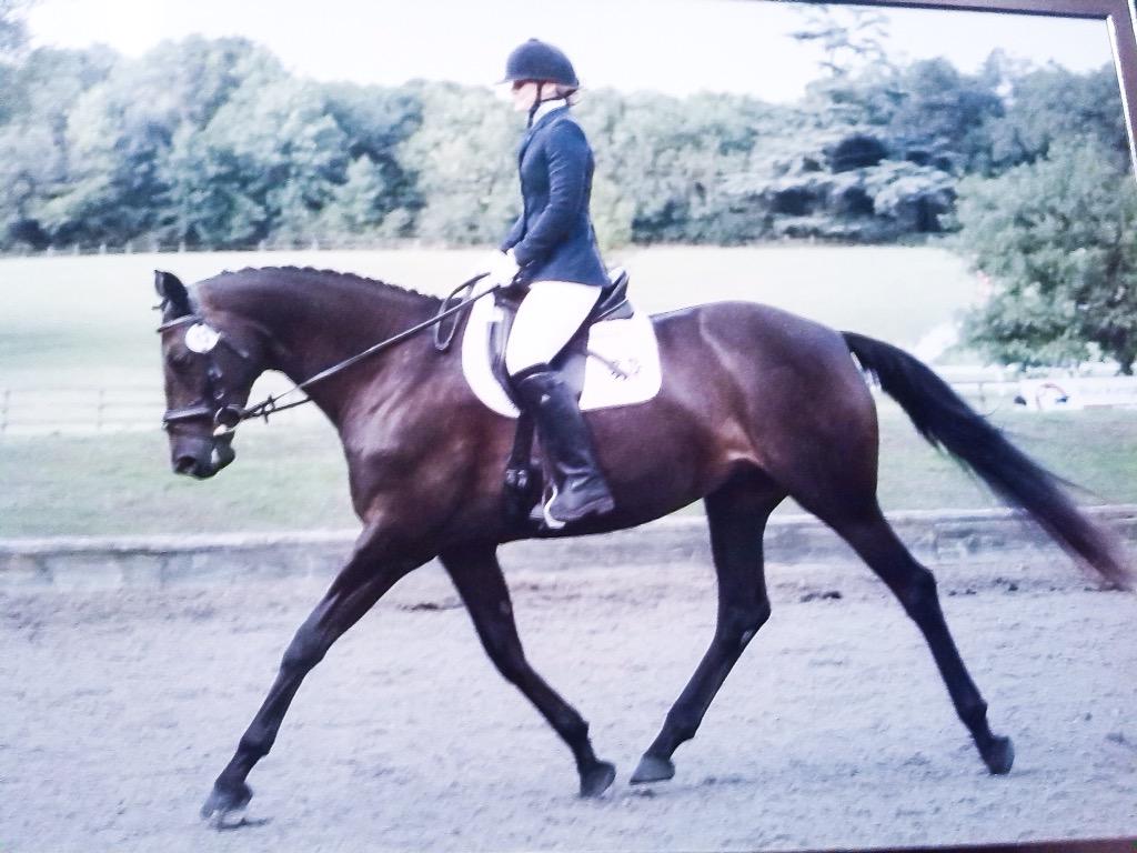 LoulaHard's tweet photo. My horses 2nd time out yesterday.
Freaking superstar 
#dressage http://t.co/200lOkQhrI