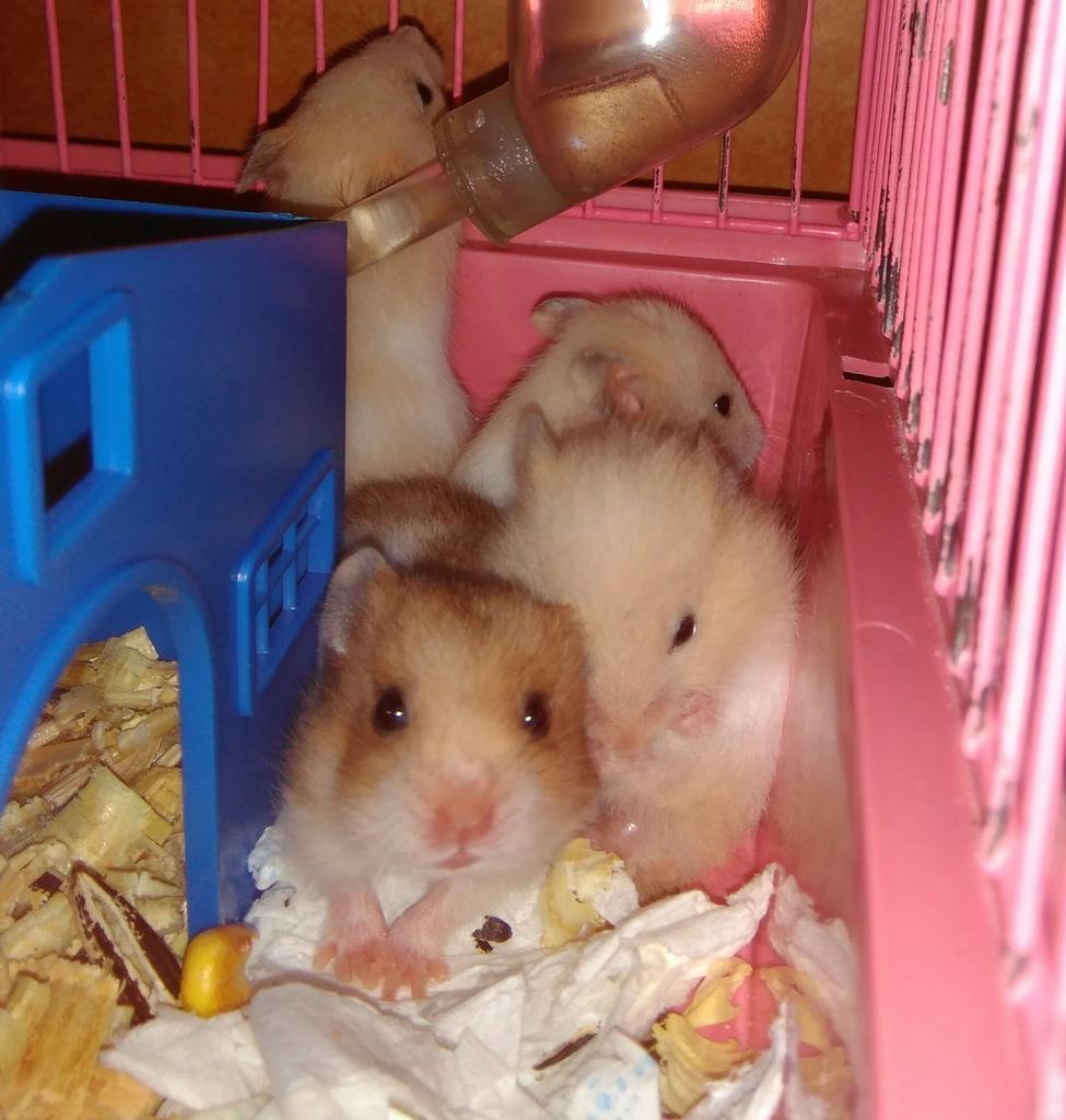 LoreLorena1992's tweet photo. Estos pequeñines de tres semanas buscan familia🐹🐹 http://t.co/iqHCeTMZsP