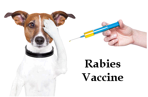NipperSays's tweet photo. Did your dog die after getting the rabies vaccine?  Please let us know.  The laws have to change #rabies @USDA http://t.co/lvw602nLEn