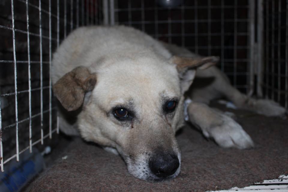 SabriCecilia's tweet photo. necesitamos traslado para el sabado de avell al campito o ayuda $$$ para pagar un remis? alguien colabora? Gracias!! http://t.co/QRUZi6a3TJ
