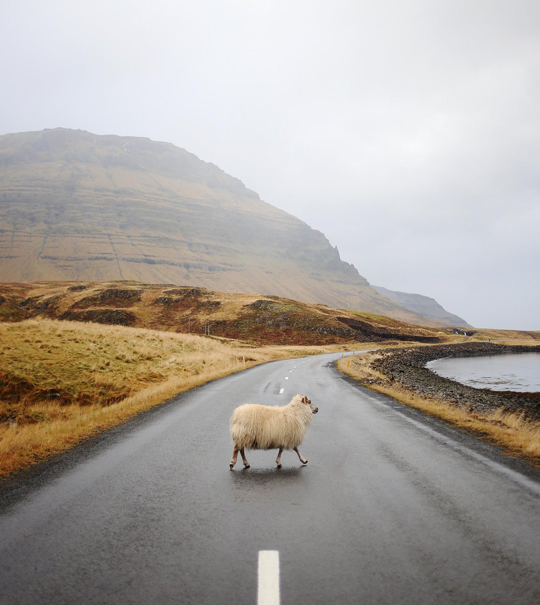 Wild Animals tweet media