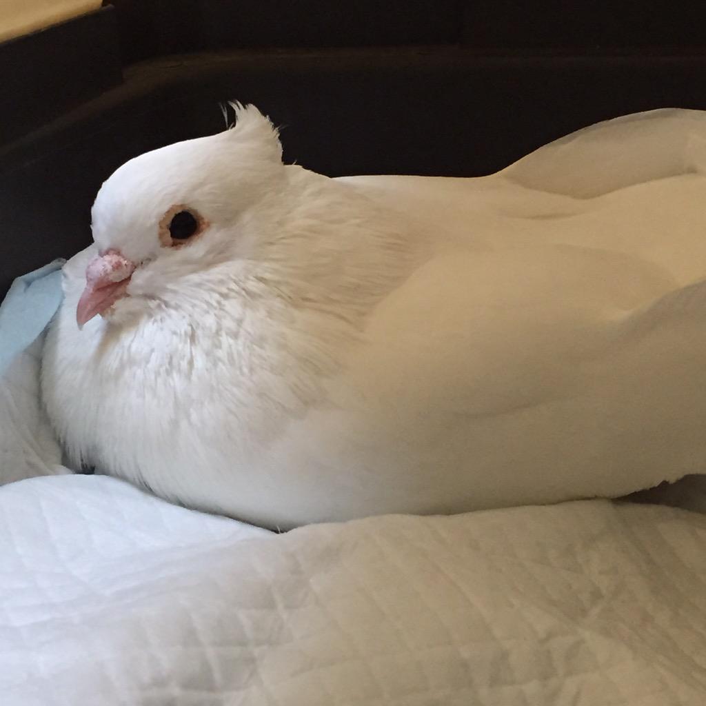 HollyConrad's tweet photo. Poor sick cutie, getting her some antibiotics and testing her poops 🚑🏥 http://t.co/2siCIGMnNy