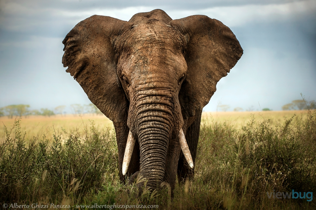 viewbug's tweet photo. Lose yourself in this incredible gallery of exotic wildlife. 
http://t.co/RiBt16Lipu
photo: albertoghizzipanizza http://t.co/XHXUUunBAy