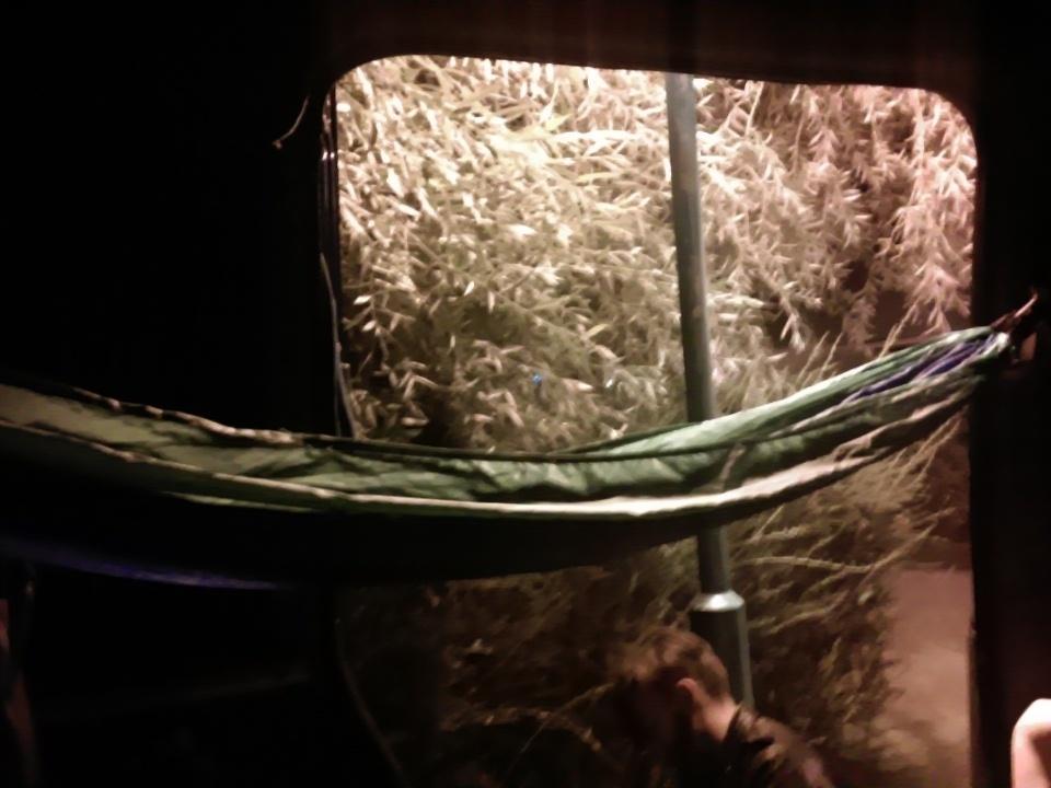 there is an actual hammock in our van