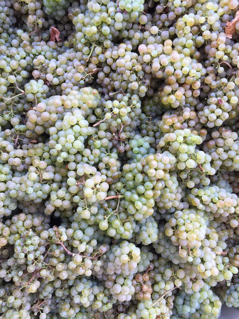 Riesling harvested today! Yes, Riesling Sep 3. Picked all our grapes 3 days earlier than harvest started last year.