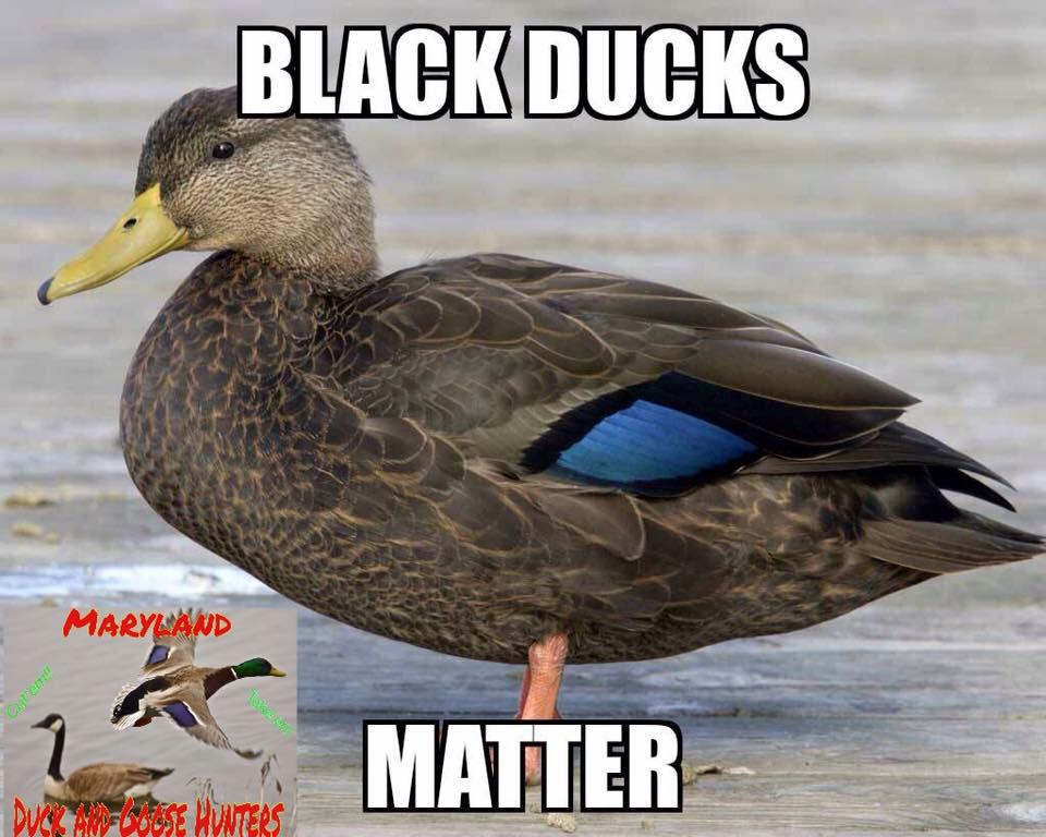 #BlackDucksMatter