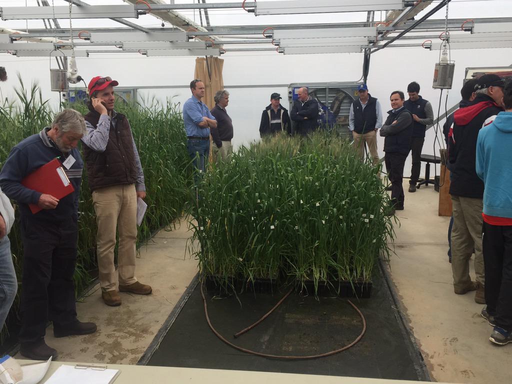 DavidEvans_59's tweet image. New durum varieties in the glasshouse at Roseworthy College #SAGIT