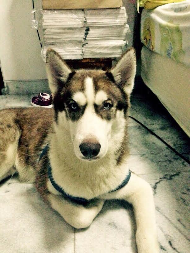 Husky for adoption. Pls contact Andero - 0811 885 3839. Location: Jakarta.