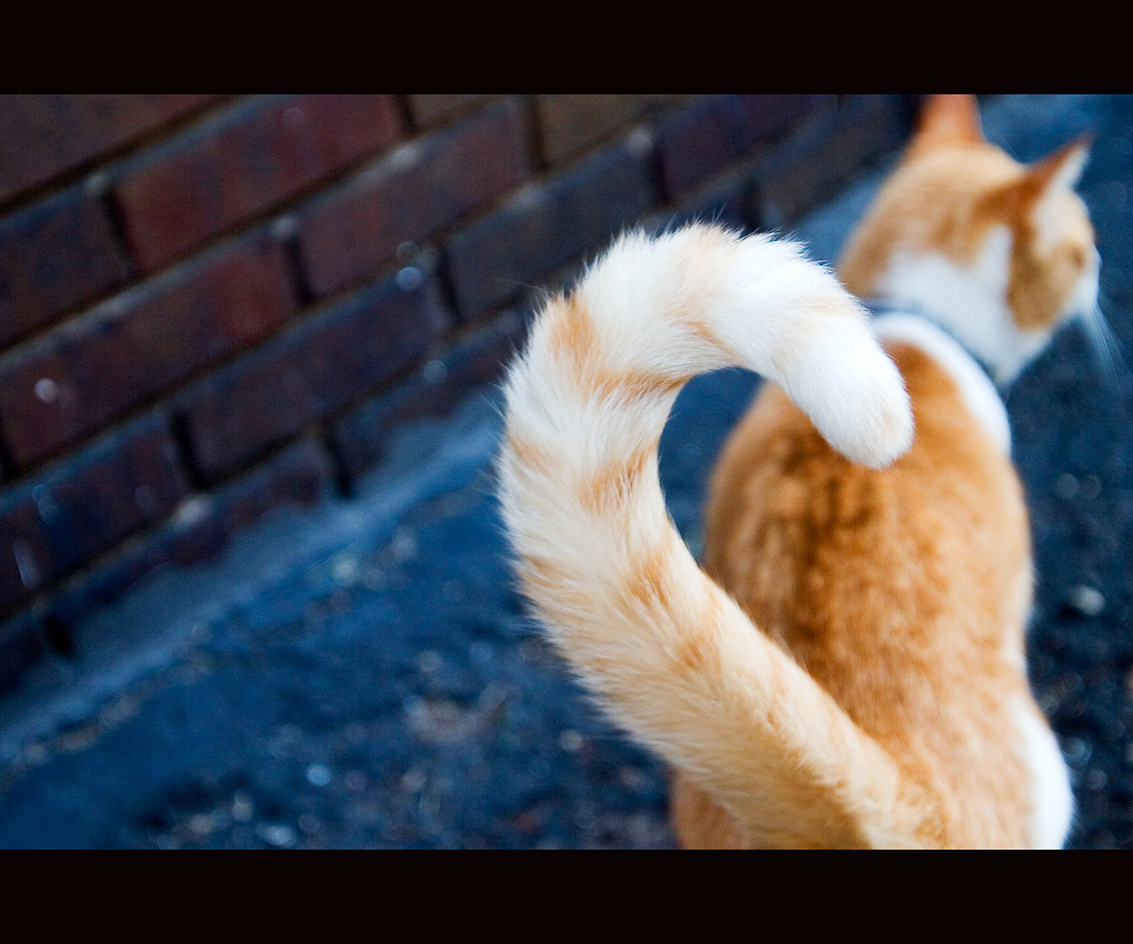 AnswerThisCo's tweet photo. Q:What does it mean when a #cat wags its tail? A:http://t.co/wi1hamXK0J http://t.co/DCT5JVynrS