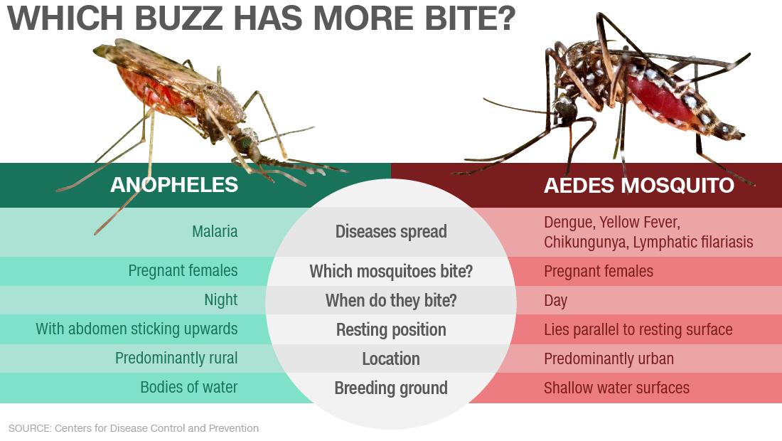 Anopheles And Aedes anopheles-and-aedes