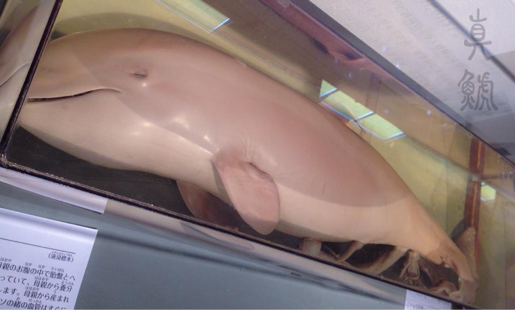 太地町、くじらの博物館といえばやはり貴重な資料の数々。シャチ胎児の