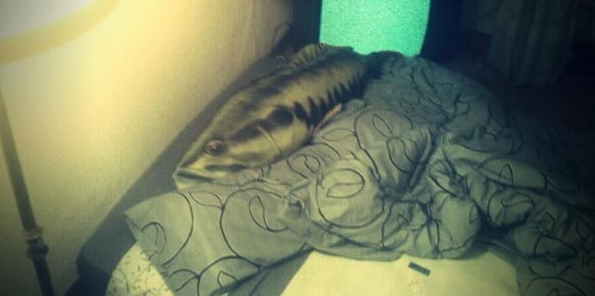 alvorafobia's tweet photo. @LolyGarrido_ @YorokobuMag éste es mi pezón. Prohibo en galas de la MTV http://t.co/qnqc3kO0jL