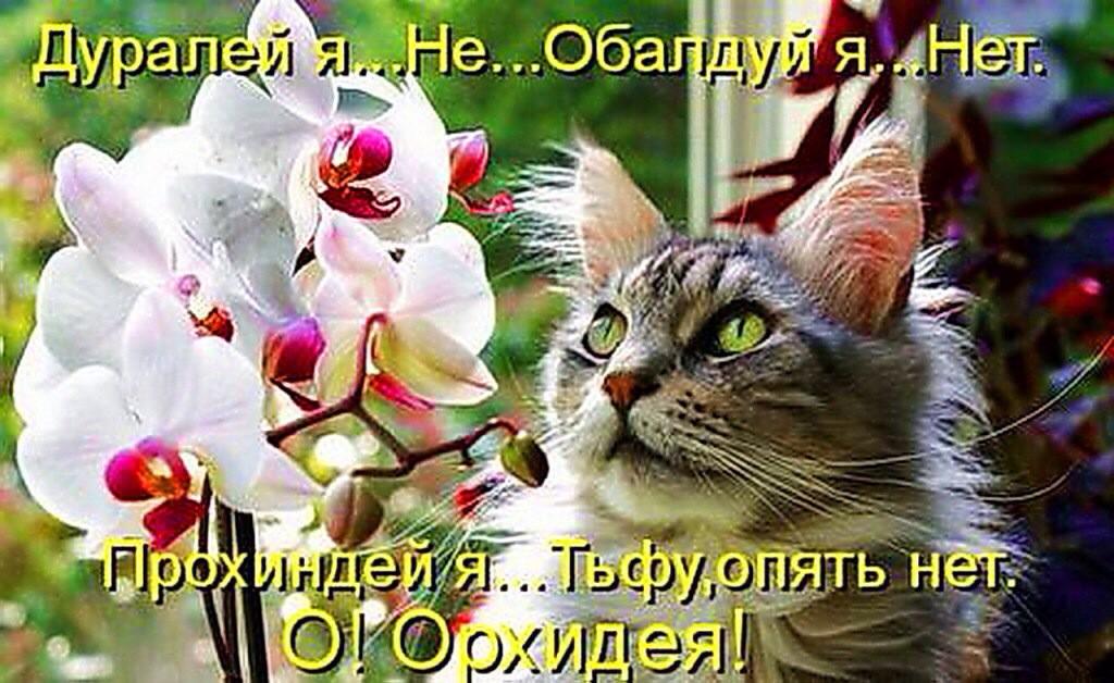 Открытки, открытки дуралей