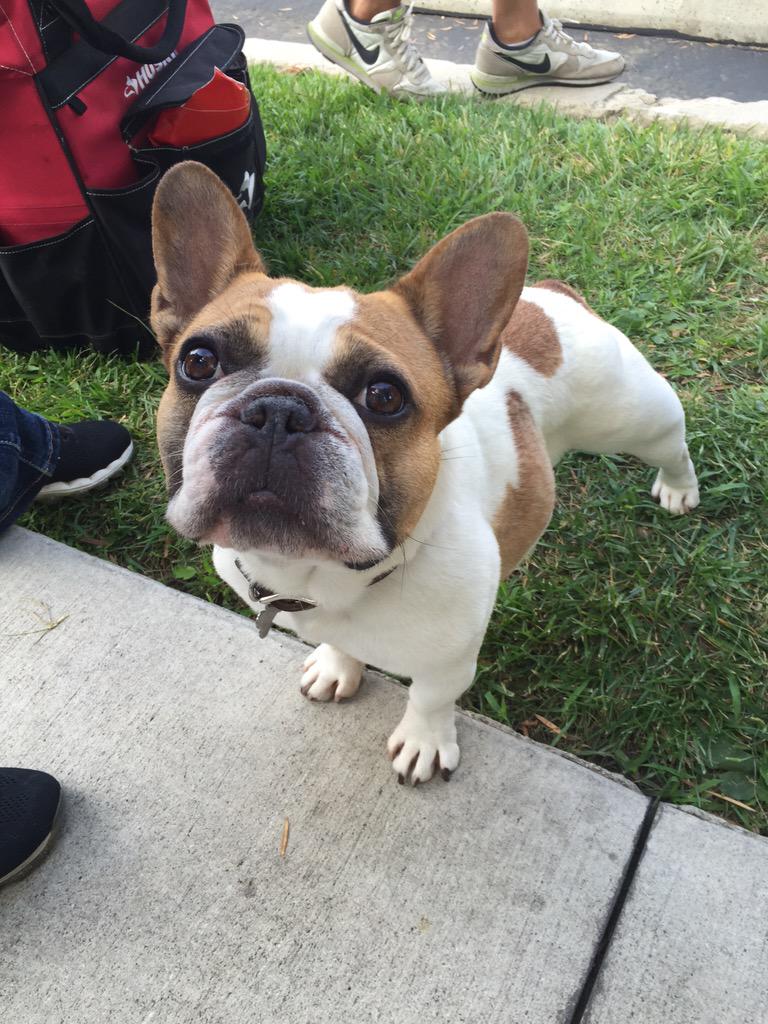 Look at this precious mug! Posing for the picture! #ModernFamily #stella #beatrice