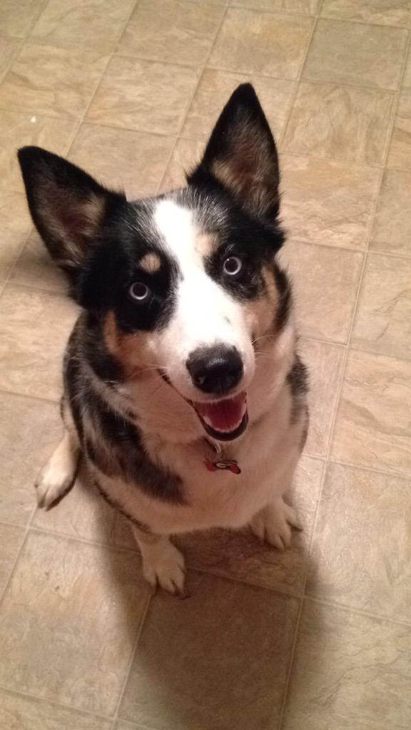 meganj0211's tweet photo. Shoutout to this beauty for helping post my flipgrid about my Genius Project #edms2017 #geniushour #puppylove http://t.co/uxFBmjzSQj