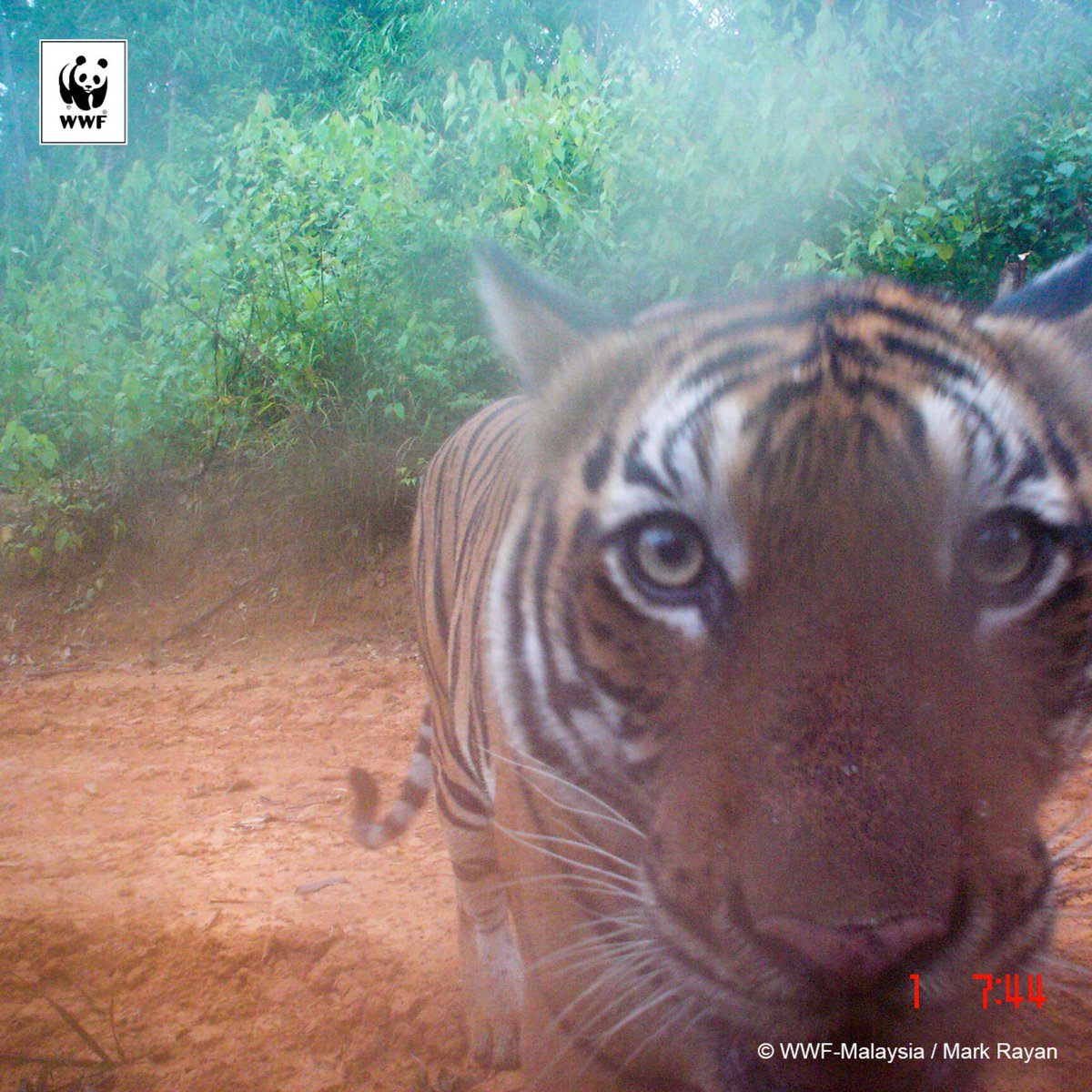 WWF_tigers's tweet photo. A curious wild tiger inspects a #CameraTrap in #Malaysia →  http://t.co/AHsdxF7O6e @WWFMy #doubletigers http://t.co/AoYfRU2RR0