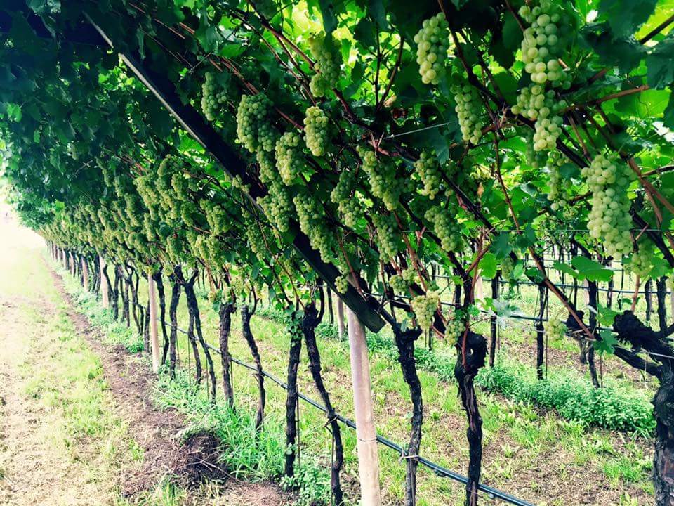 PinetaHotels's tweet photo. Io lo #sogia' @trentinodvivere che sarà un lavoro #top @CavitWinesQc @cavit #Expo2015 http://t.co/0UpXmIomG1