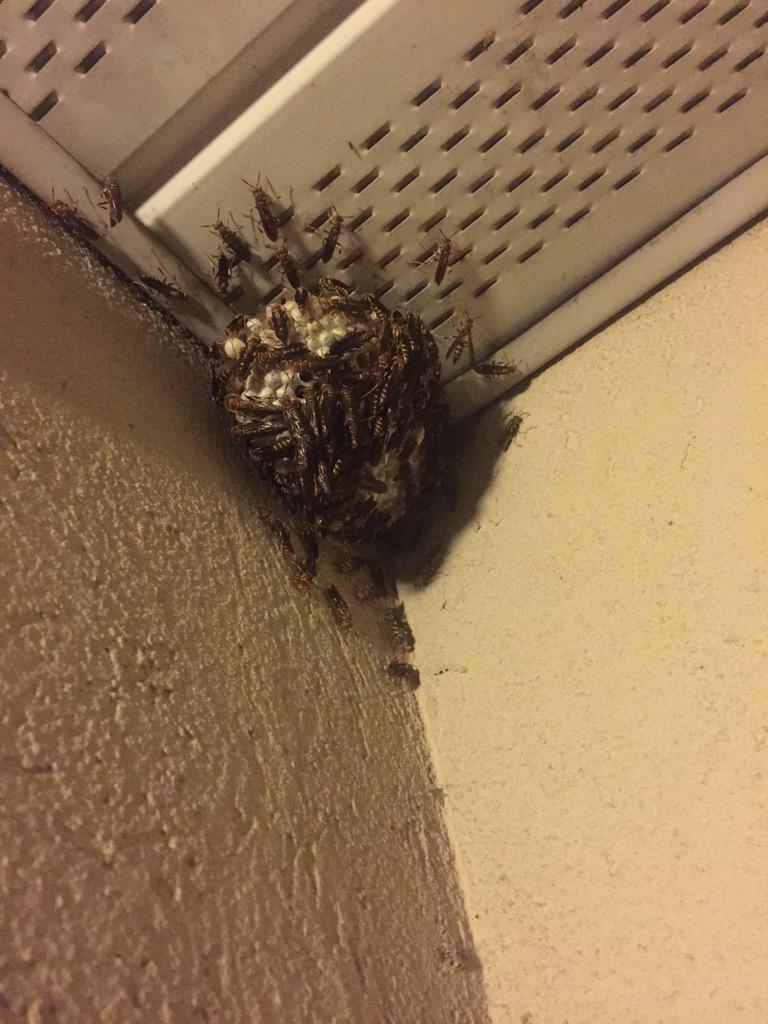 DakotaLetson's tweet photo. @ATate_3 @LoganHeflin82 @savnnahjohnson #BYOWR Bring Your Own Wasp Repellant http://t.co/JKfAagHdcr