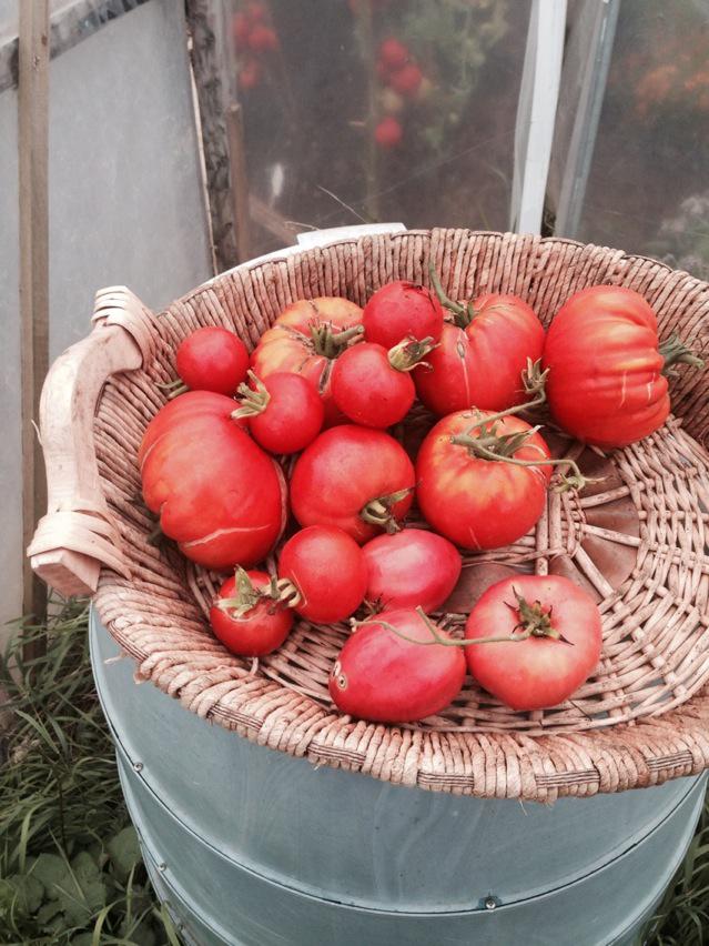 Picking tomatoes ahead if tomorrow's pop up restaurant @phoenixschooluk <a href="/phoenix_FLAME13/">FLAME</a> <a href="/SaltYardLdn/">Salt Yard</a> come join us!