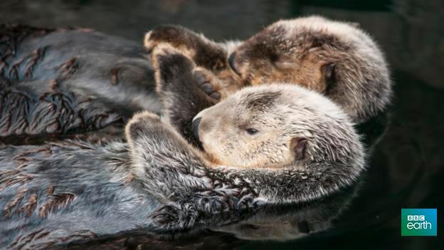 для сна выдра. как спят выдры. как спят выдры. выдра спит. морская выдра калан спит.