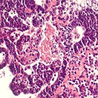 astar_research's tweet photo. #IMB research shows full length #Chd1 protein needed for #embryonic #stemcell #differentiation http://t.co/rwbD4VHGHJ http://t.co/9eIiZ2VGgh