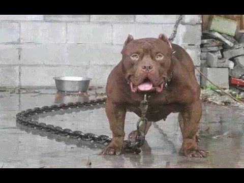 pawsforpeeps's tweet photo. This #Video shows us the top 10 strongest dogs in ... - http://t.co/x9NKBEfS0D - #Amazing #Dog #StrongestDogs http://t.co/CtQk65wQNJ