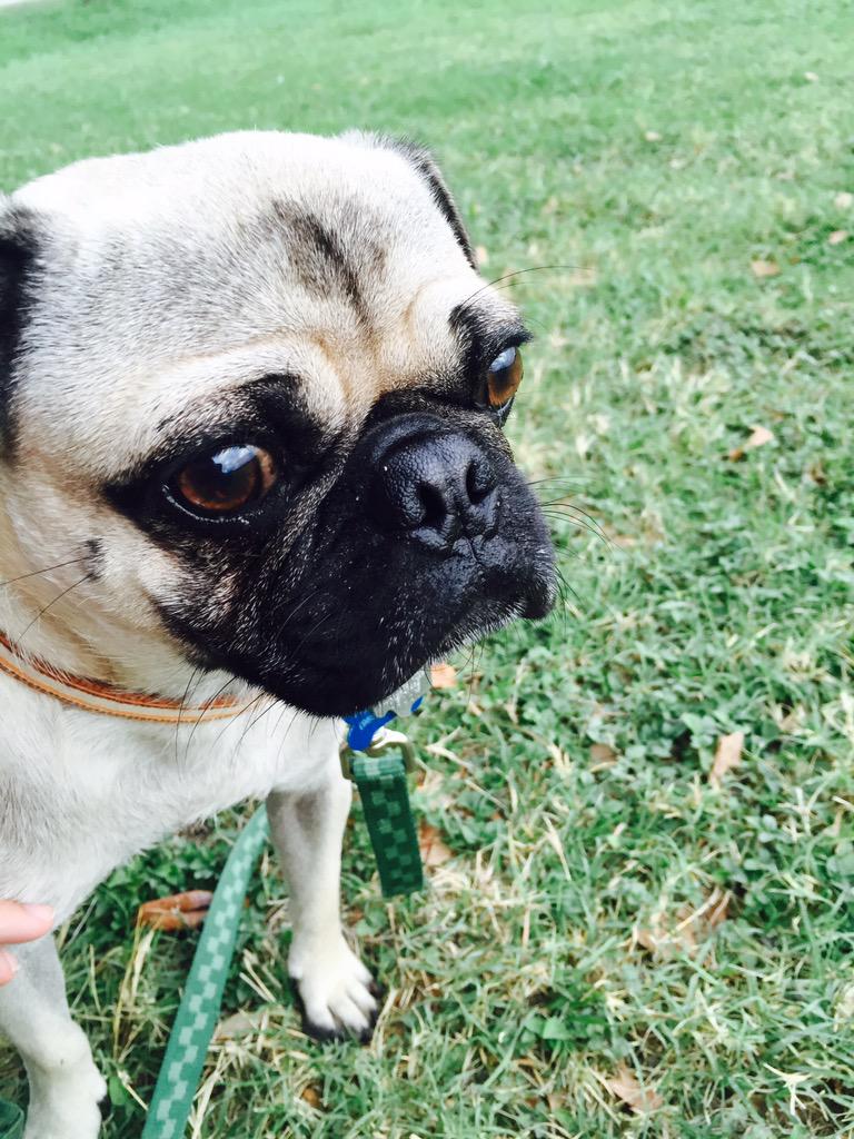 oldmanpug's tweet photo. Hemingway is off getting neutered! He has an interested family, hope he feels good soon so he can go on a trial visit http://t.co/WNIKZRyw1X