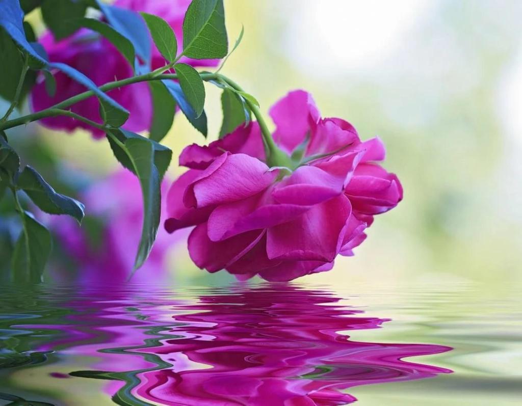 gede_prama's tweet photo. In pain or gain, u're the same beautiful rose
http://t.co/w45WpLwScO
http://t.co/ruDPHksXBB