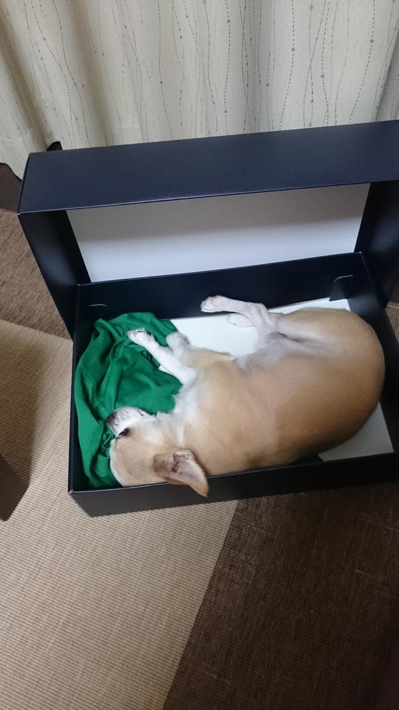 kyana66's tweet photo. 空箱が最近お気に入りの寝床 http://t.co/YKNj6awlTQ