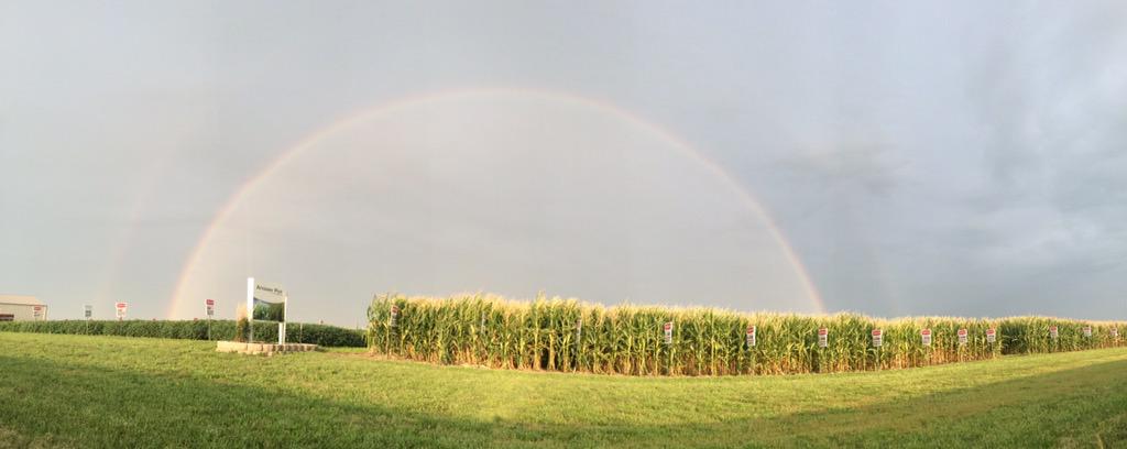 WoodworkFarmer's tweet photo. Blencoe Answer Plot this morning. @WinFieldInsight @Ryan_SAA @RookBrian @NEWCooperative #fieldsofgold #goldpackage http://t.co/21xIbyDWyd