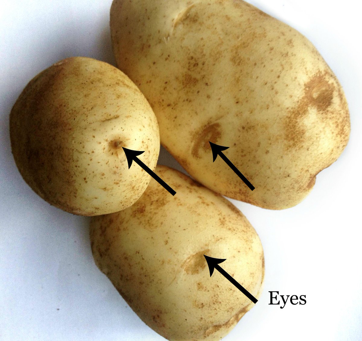 What vegetable has eyes but cannot see? Find out here: ow.ly/RN14Z #LoveOntFood #FarmFactFriday