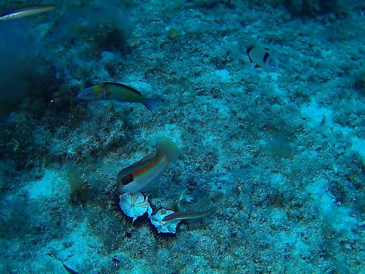 sergio75pa's tweet photo. Immersione #profdiver AMP #Palermo Grotta dell'Olio #diving #sub http://t.co/RVSrGYLRsU
